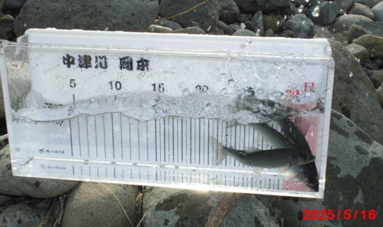 あゆ放流