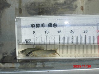 あゆ放流