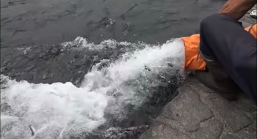 あゆ放流