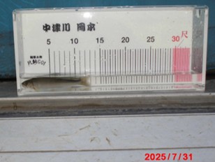 あゆ放流
