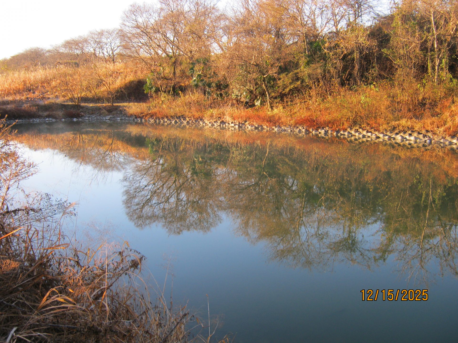 へらぶな釣り場にふな放流