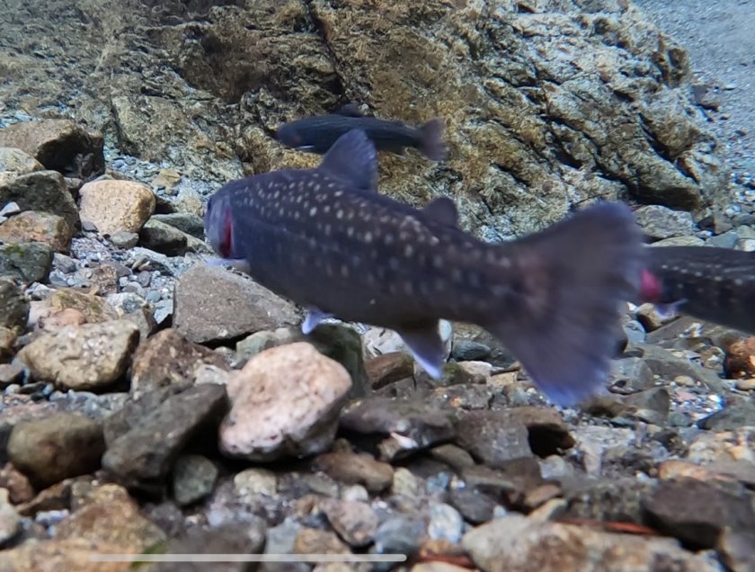 渓流魚　放流