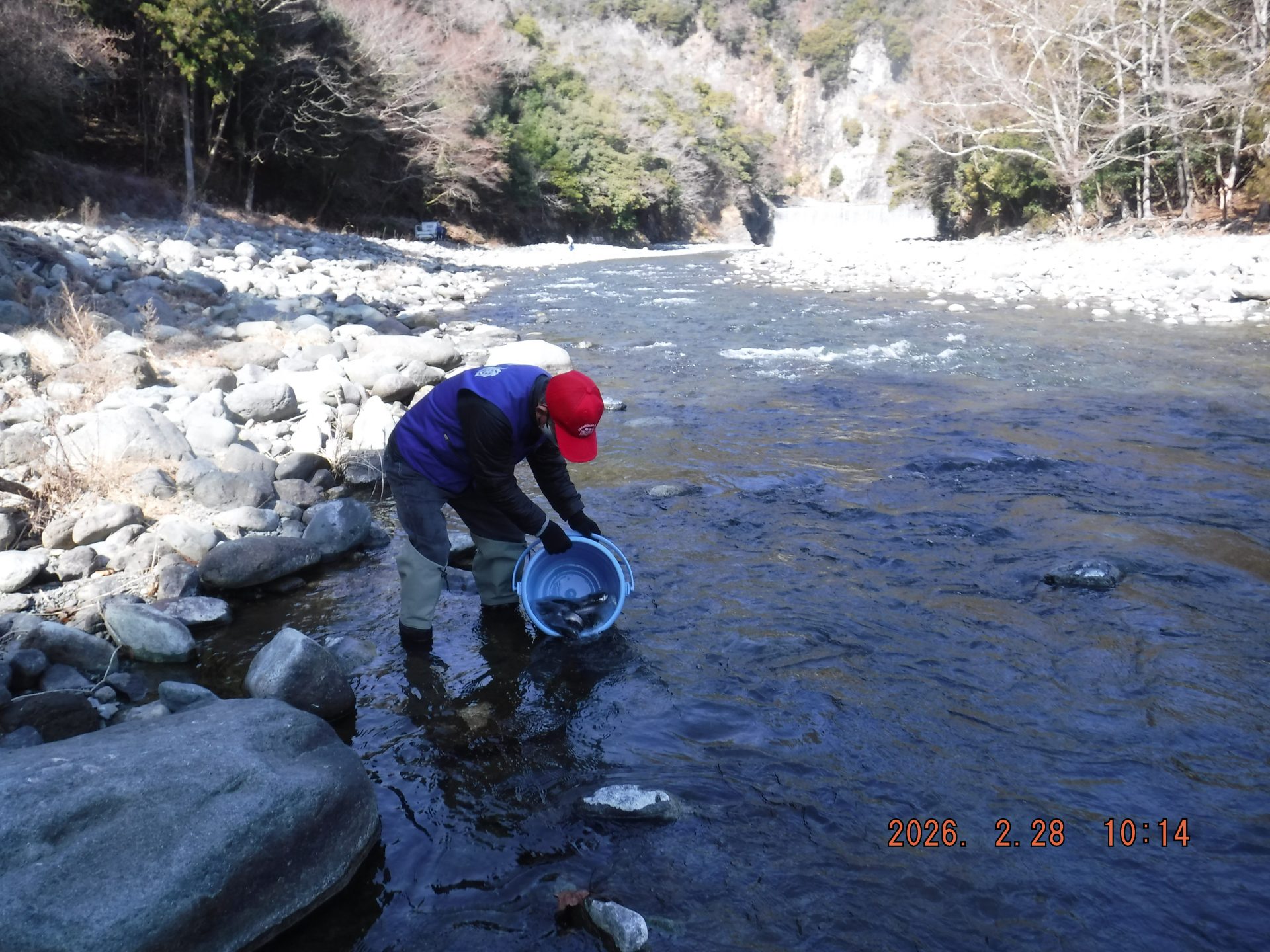 渓流魚　放流