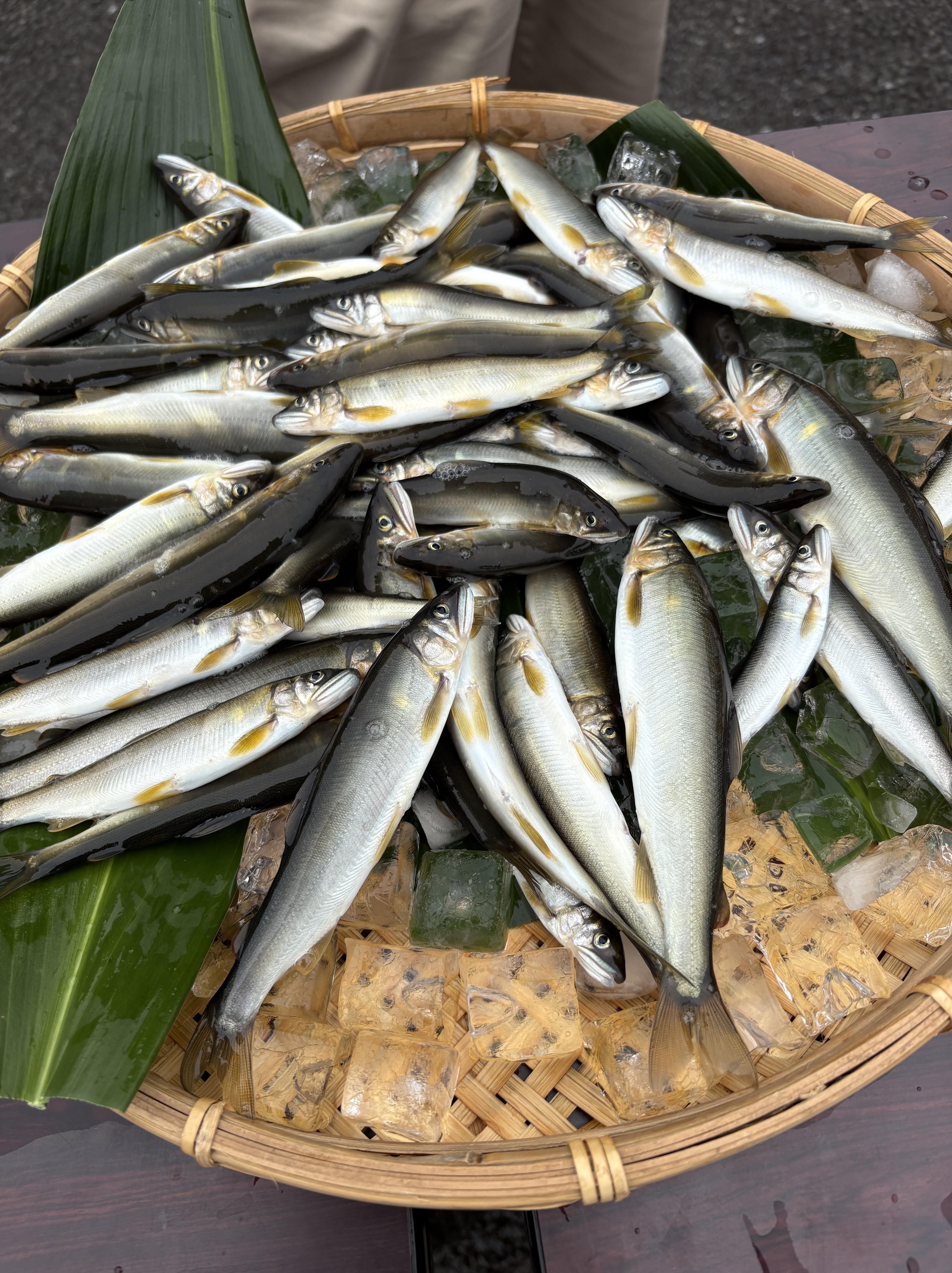 あゆ試し釣り　5月23日（土）に実施