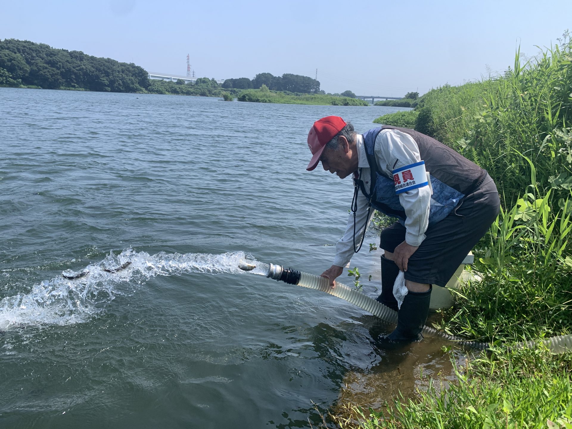 あゆ放流
